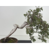 Juniperus sabina -sabina rastrera- A01402 vista 2