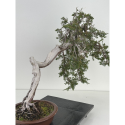 Juniperus sabina -sabina rastrera- A01402 vista 3
