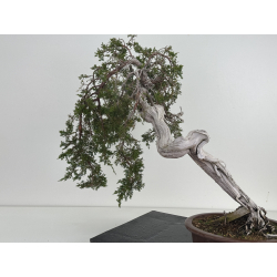 Juniperus sabina -sabina rastrera- A01402 vista 4