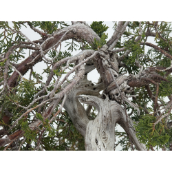 Juniperus sabina A01402 view 5
