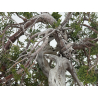 Juniperus sabina -sabina rastrera- A01402 vista 5