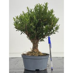 Buxus -boj- harlandii I-8632