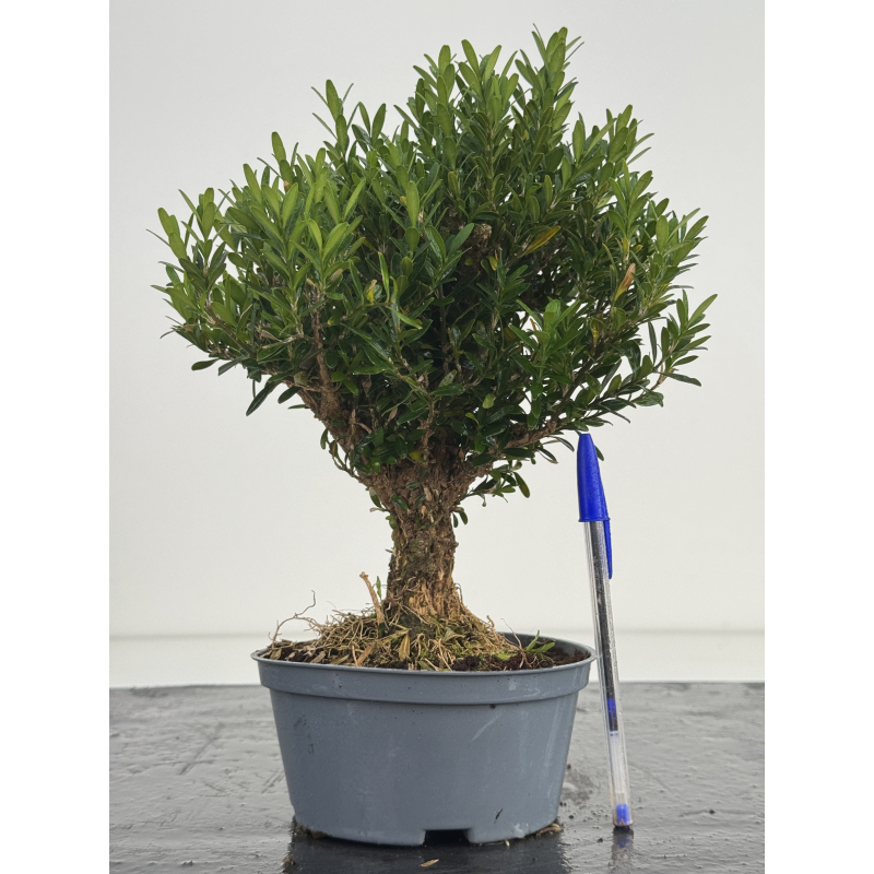 Buxus -boj- harlandii I-8632
