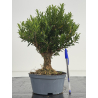 Buxus -boj- harlandii I-8632