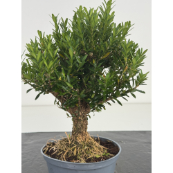 Buxus -boj- harlandii I-8632 view 2