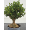 Buxus -boj- harlandii I-8632 view 2