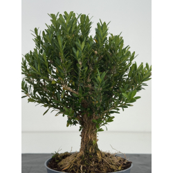 Buxus -boj- harlandii I-8632 vista 3