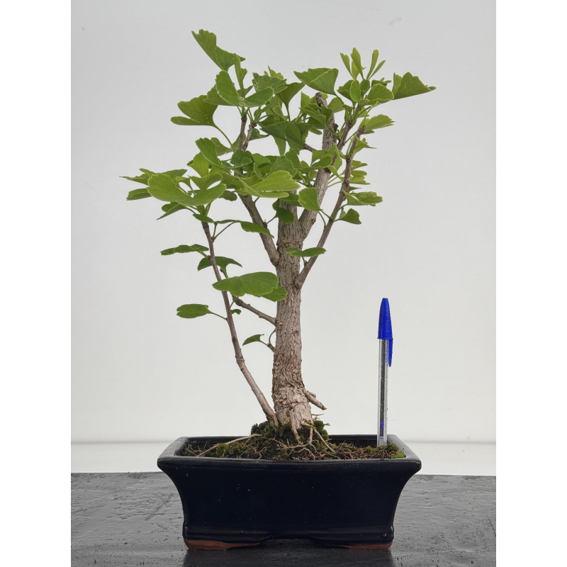 Ginkgo biloba I-8633