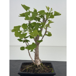 Ginkgo biloba I-8633 view 2