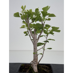 Ginkgo biloba I-8633 view 3