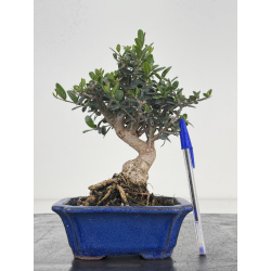 Olea europaea sylvestris I-8634