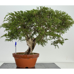 Juniperus sabina A00920