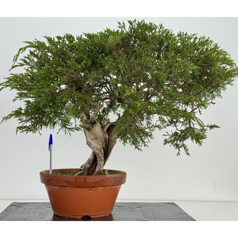 Juniperus sabina -sabina rastrera- A00920