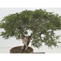 Juniperus sabina A00920 view 2