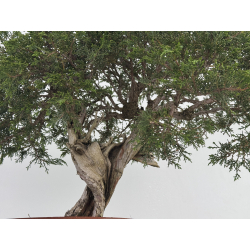 Juniperus sabina A00920 view 3