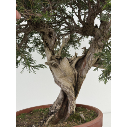 Juniperus sabina -sabina rastrera- A00920 vista 4