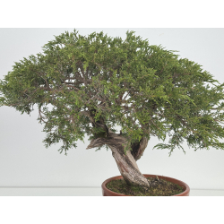 Juniperus sabina -sabina rastrera- A00920 vista 5
