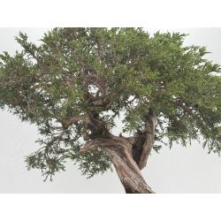 Juniperus sabina -sabina rastrera- A00920 vista 6