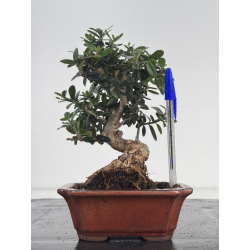 Olea europaea sylvestris I-8635