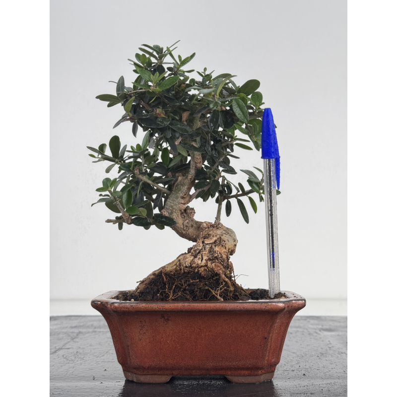 Olea europaea sylvestris I-8635