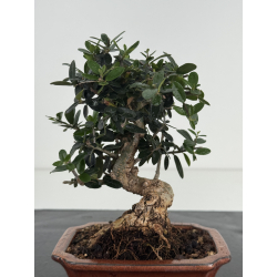 Olea europaea sylvestris -olivo acebuche- I-8635 vista 2