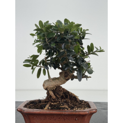 Olea europaea sylvestris I-8635 view 3
