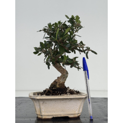 Olea europaea sylvestris -olivo acebuche- I-8636
