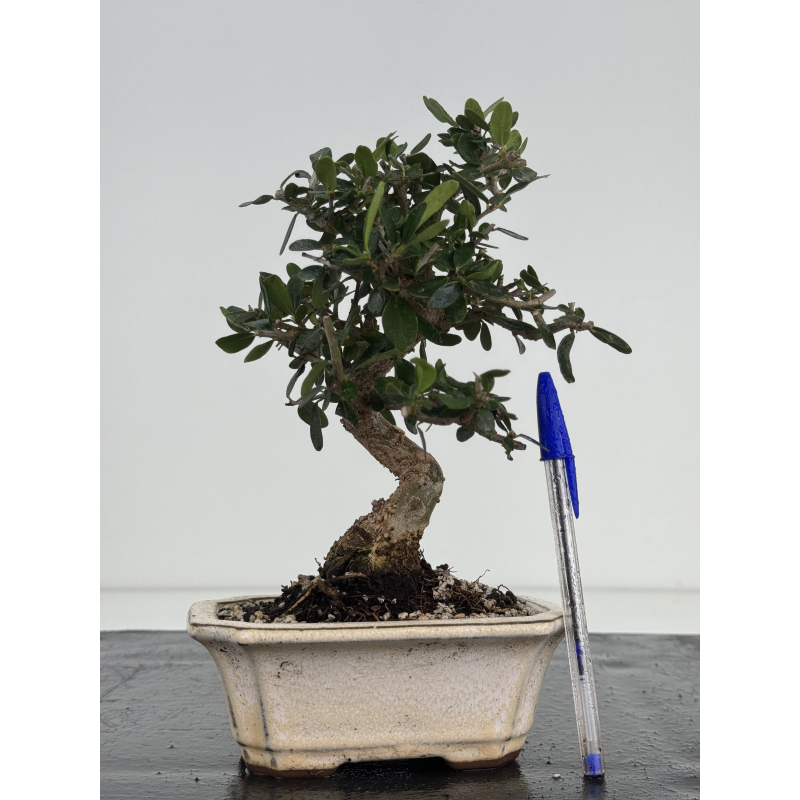 Olea europaea sylvestris I-8636