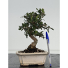 Olea europaea sylvestris I-8636