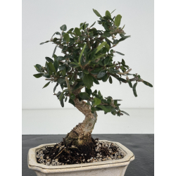 Olea europaea sylvestris I-8636 view 2