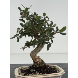 Olea europaea sylvestris -olivo acebuche- I-8636 vista 3
