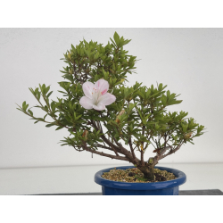 Azalea I-8637 view 3