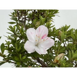 Azalea I-8637 view 4