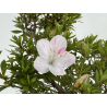 Azalea I-8637 view 4
