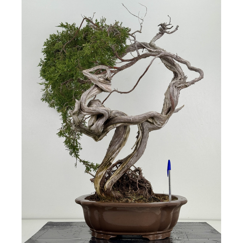 Juniperus sabina A01611