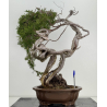 Juniperus sabina -sabina rastrera- A01611