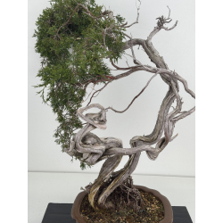 Juniperus sabina A01611 view 2