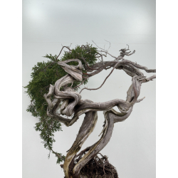 Juniperus sabina -sabina rastrera- A01611 vista 3