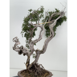 Juniperus sabina -sabina rastrera- A01611 vista 4