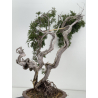 Juniperus sabina A01611 view 4