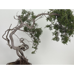Juniperus sabina A01611 view 5