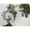 Juniperus sabina -sabina rastrera- A01611 vista 5