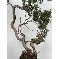 Juniperus sabina A01611 view 6