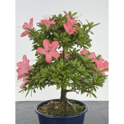 Azalea I-8639 view 2