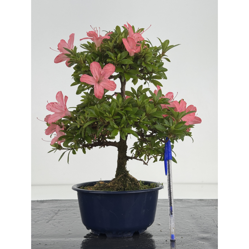 Azalea I-8639
