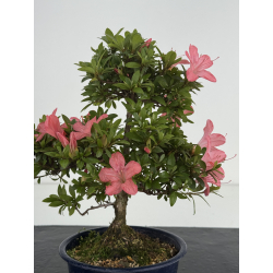 Azalea I-8639 view 3