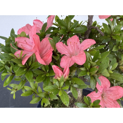 Azalea I-8639 view 4
