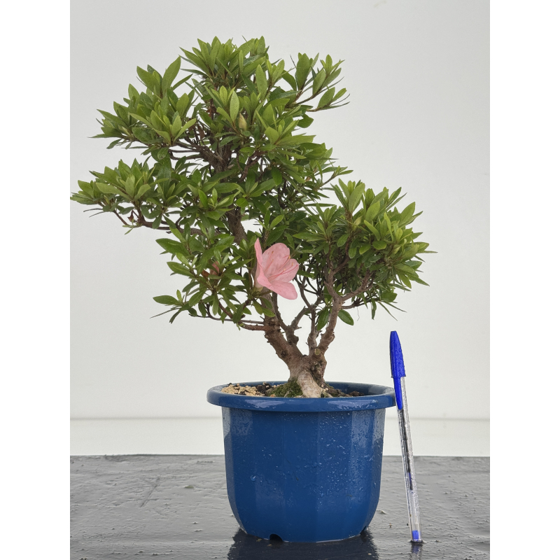 Azalea I-8640
