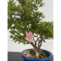 Azalea I-8640 view 2
