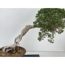 Juniperus sabina A01343 vista 2